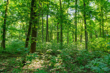 Wall Mural - Sunlight in the green forest, spring time