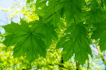 Wall Mural - Green nature background with maple leaves background