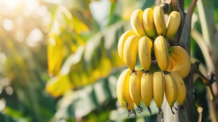 Canvas Print - Banana Bunch Growing on Tree in Garden Stock Photo