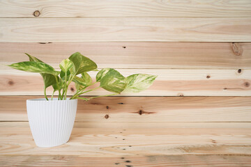 Wall Mural - Devil's ivy Golden Pothos on wooden table and Pine wood background