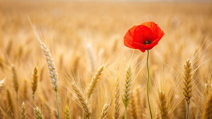 Wall Mural - Red poppy standing out in a wheat field, red, poppy, flower, wheat, field, nature, vibrant, contrast, beauty, wild, plant