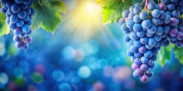 Delicate blue grape background with vibrant clusters, blue, grape, background, fruit, freshness, healthy, agriculture, vineyard