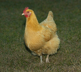 Wall Mural - Bright yellow and gold buff Orpington chicken hen.