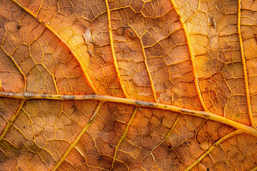 Wall Mural - Closeup of an autumn leaf texture macro photography.