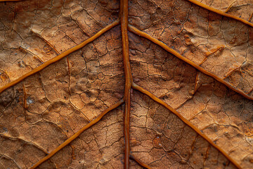 Wall Mural - Closeup of an autumn leaf texture macro photography.