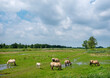 © ahavelaar - fjord horses in green landscape of national park weerribben wieden in the netherlands