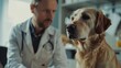 © zenith - A man in a white lab coat is examining a dog