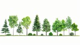 Isolated green trees against a white backdrop. Summertime forest and foliage. trees and shrubs in a row.