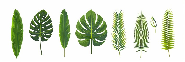 Wall Mural - Vector set of tropical leaves. Monstrousa, fern, banana, coconut, palm, and jungle leaves