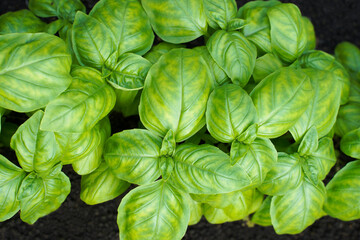 Wall Mural - green basil close-up growing in a greenhouse. fresh basil leaves in a garden. background of green basil on the ground.