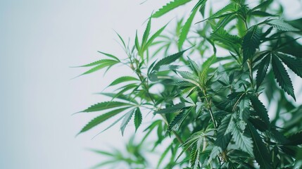 Wall Mural - Close up of marijuana plant on a white background