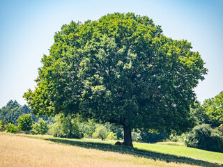 Sticker - Einzelner baum im Feld