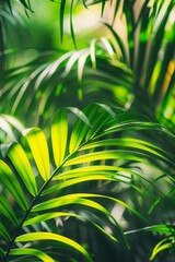 Wall Mural - Sunshine through palm leaves. Slight focus. Jungle life. A vivid green palm leaf close-up