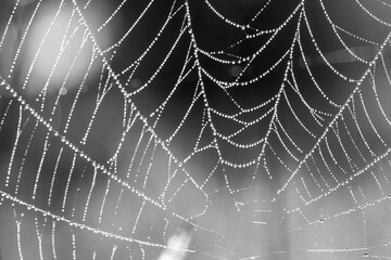 A captivating black and white macro shot of a spider's web adorned with dew droplets. The intricate web pattern and glistening dew create a striking, ethereal scene of natural elegance and detail.
