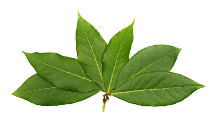 Wall Mural - Fresh green bay leaves isolated on white, top view	