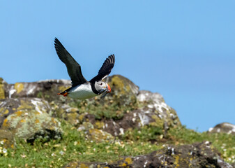 Wall Mural - Atlantic puffins in flight on the isle of may during breeding season 