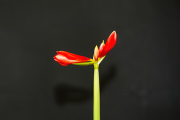 Canvas Print - Blossom Amaryllis somewhere known as   common name 