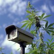 © TimelessTales - Security Camera Mounted on Plant Among Cannabis Plants