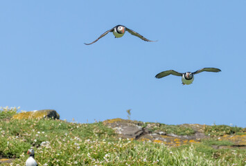 Wall Mural - Atlantic puffins in flight on the isle of may during breeding season 