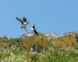 Wall Mural - Atlantic puffins in flight on the isle of may during breeding season 