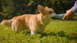 © Yuliia - Cute little dog welsh corgi puppy drinking from bottle on grass meadow in park female hands pet owner handler giving water drinking refreshing summer thirst dehydration in park outdoors animal care
