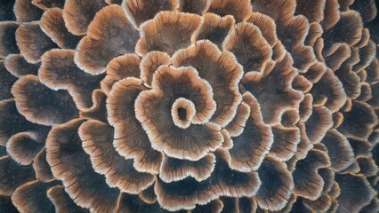 Wall Mural - A close up of a flower with brown and orange colors, AI