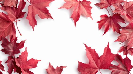 Wall Mural - Autumn and End of Year Web Banner Design with Isolated Red Maple Leaves