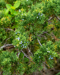 Clusters of scale-like leaves and pale blue berries of the Eastern red cedar, Juniperus virginiana. A native tree, also known as the Virginia juniper. Summer. Stone Mountain State Park, NC.
