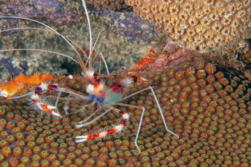 Wall Mural - banded coral shrimp and banded cleaner shrimp.