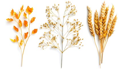 Ripe cereals plants oats,wheat and canola isolated on a white background. Collection of agricultural crops.
