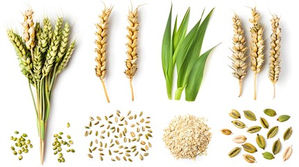 Wall Mural - Wheat rye barley oat seeds. Whole, barley, harvest wheat sprouts. Wheat grain ear or rye spike plant isolated on white background, for cereal bread flour. Top view.
