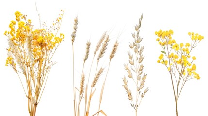 Wall Mural - Ripe cereals plants oats,wheat and canola isolated on a white background. Collection of agricultural crops.
