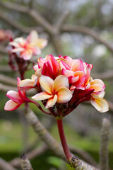 Wall Mural - Plumeria or frangipani flower. Tropical tree