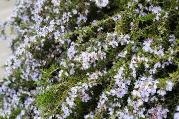 Poster - Rosemary plant, Fresh herb in the garden