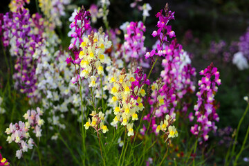 Wall Mural - Linaria flower in the garden