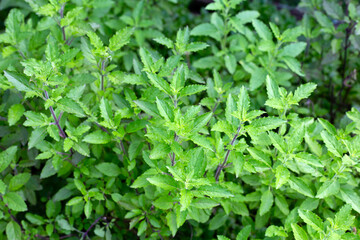 Poster - Holy basil in vegetable garden. Fresh green leaves of herb plant