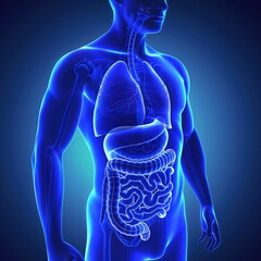 Human Gallbladder and Pancreas Anatomy,Male stomach - human digestive system