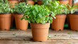 © avivmuzi - Cilantro Plants in Pots