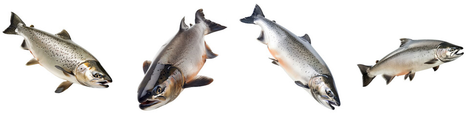 Collection of salmon fish isolated on white background, png