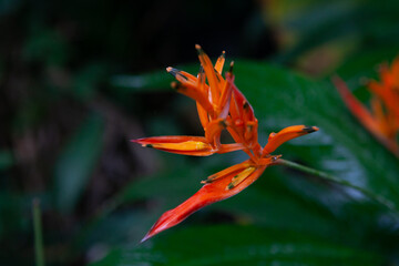 Close-up of bird of paradise found in El Yunque National Forest in Puerto Rico