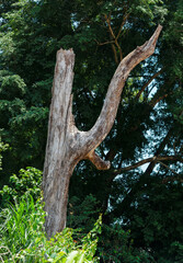 Canvas Print - Dead tree standing alone in the summer field on sunset. Blue sky .