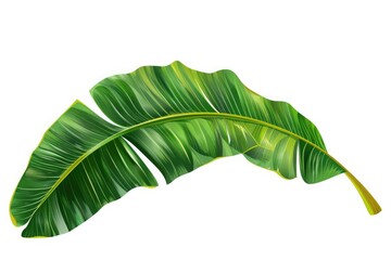 Wall Mural - green leaf isolated on white