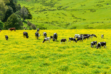 Sticker - Hereford cattle grazing a field of yellow buttercup in front of green hills.