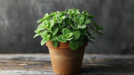 Sticker - Oregano Plant in Pot 