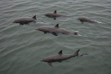 dolphins in the sea