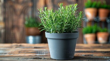 Canvas Print - Rosemary Plant in Pot 