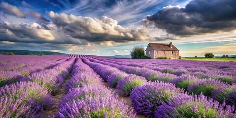 Wall Mural - Lavender field with house and cloudy sky in the background, lavender, field, house, sky, clouds, nature, rural