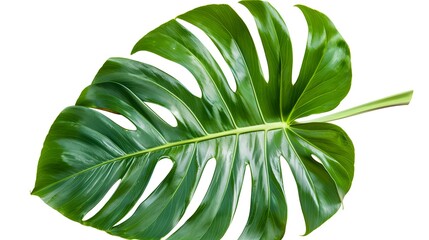 Wall Mural - Monstera Deliciosa or Swiss Cheese Plant leaf texture, a large evergreen tropical jungle palm leaf with hole pattern isolated on white