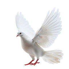 Canvas Print - a white dove, white background, png, facing forward