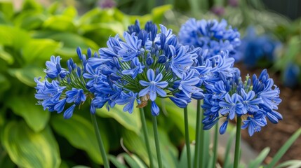 Poster - Agapanthus Flowers in the Garden